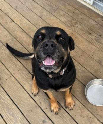 Dahlia, a Adoptable mixed breed in Brunswick, OH image 4/6