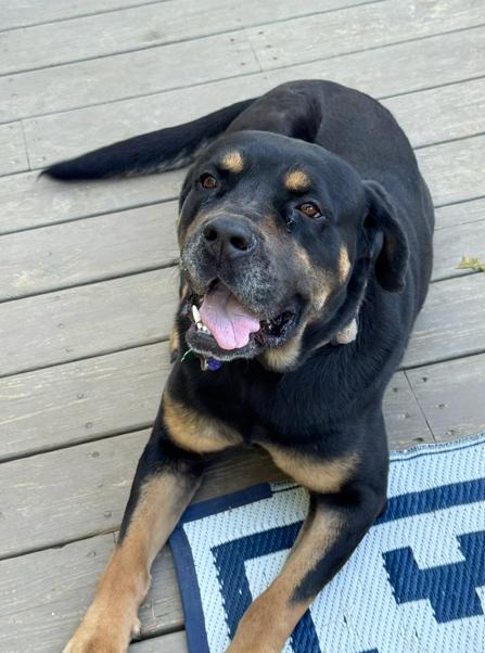 Dahlia, a Adoptable mixed breed in Brunswick, OH image 6/6