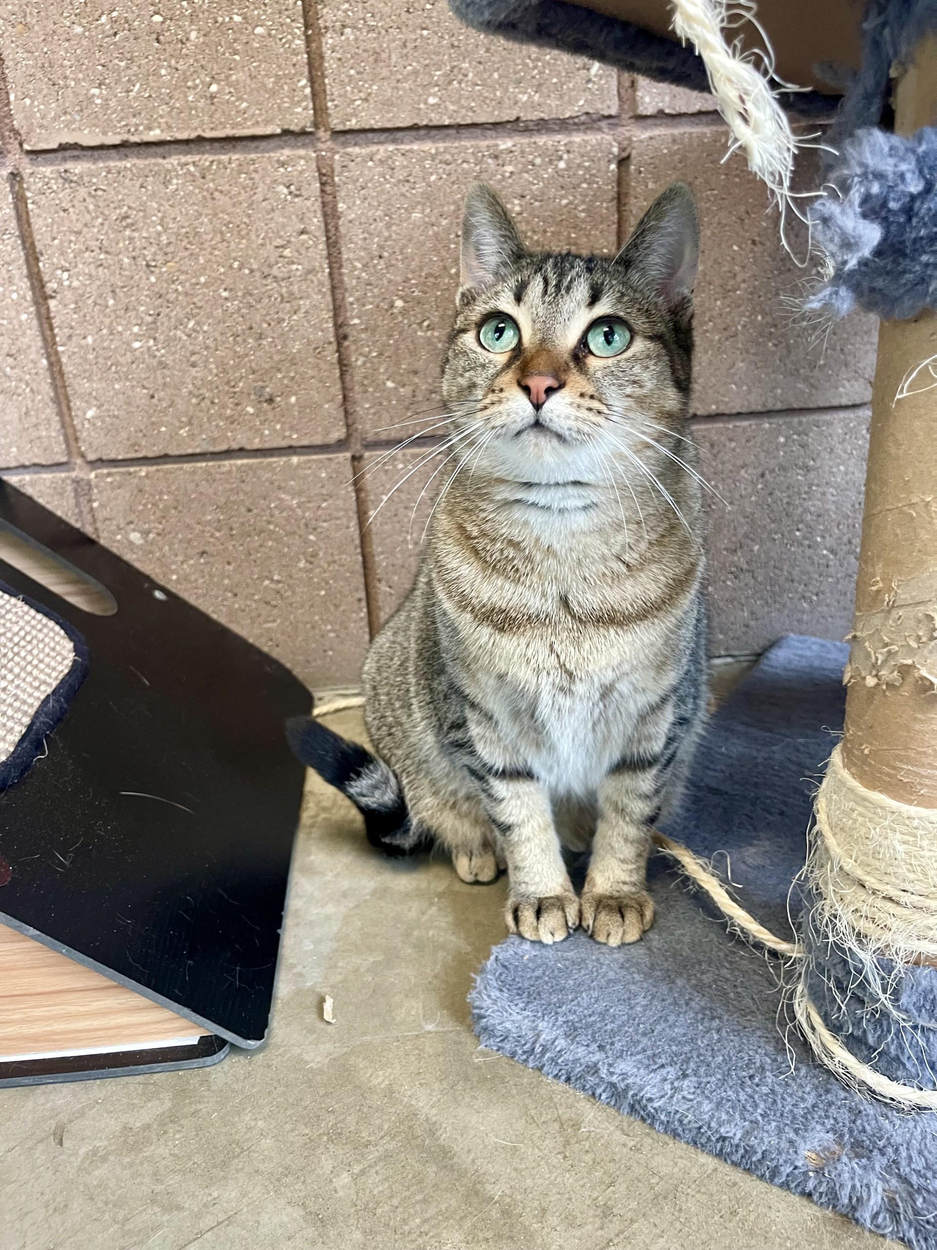 Cleo, Adoptable, Adult Female Domestic Short Hair.