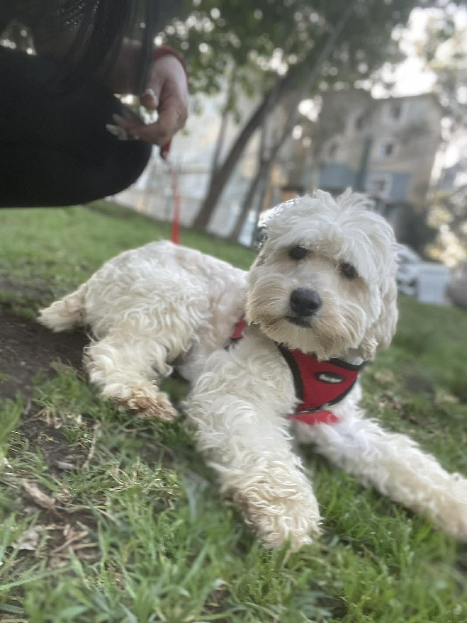 Enlarge MARY JOE 1 yr 18 lbs, a ADOPTABLE mixed breed in Aliso Viejo, CA image 2/4