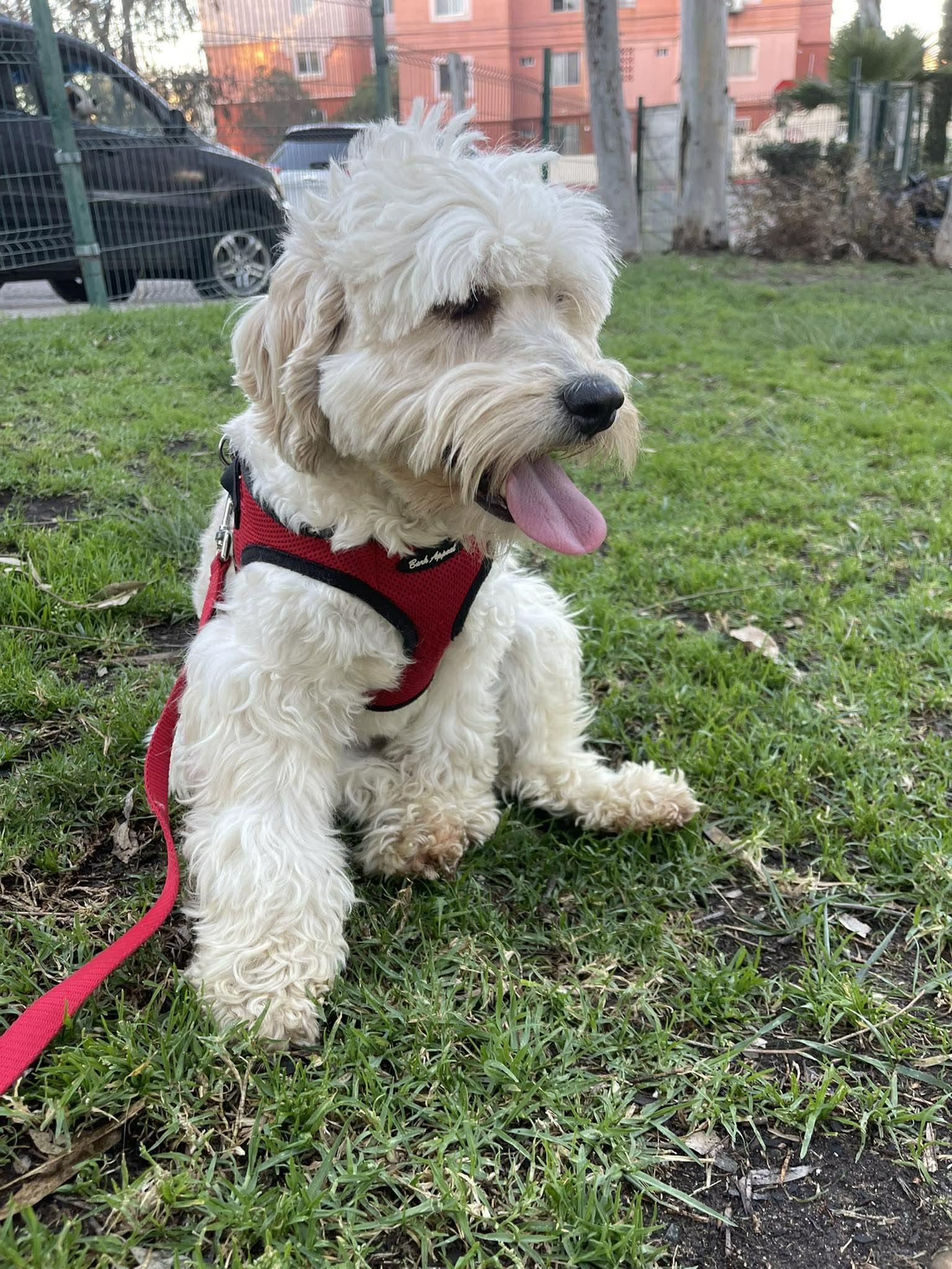 MARY JOE 1 yr 18 lbs, ADOPTABLE, Adult Female Cockapoo.