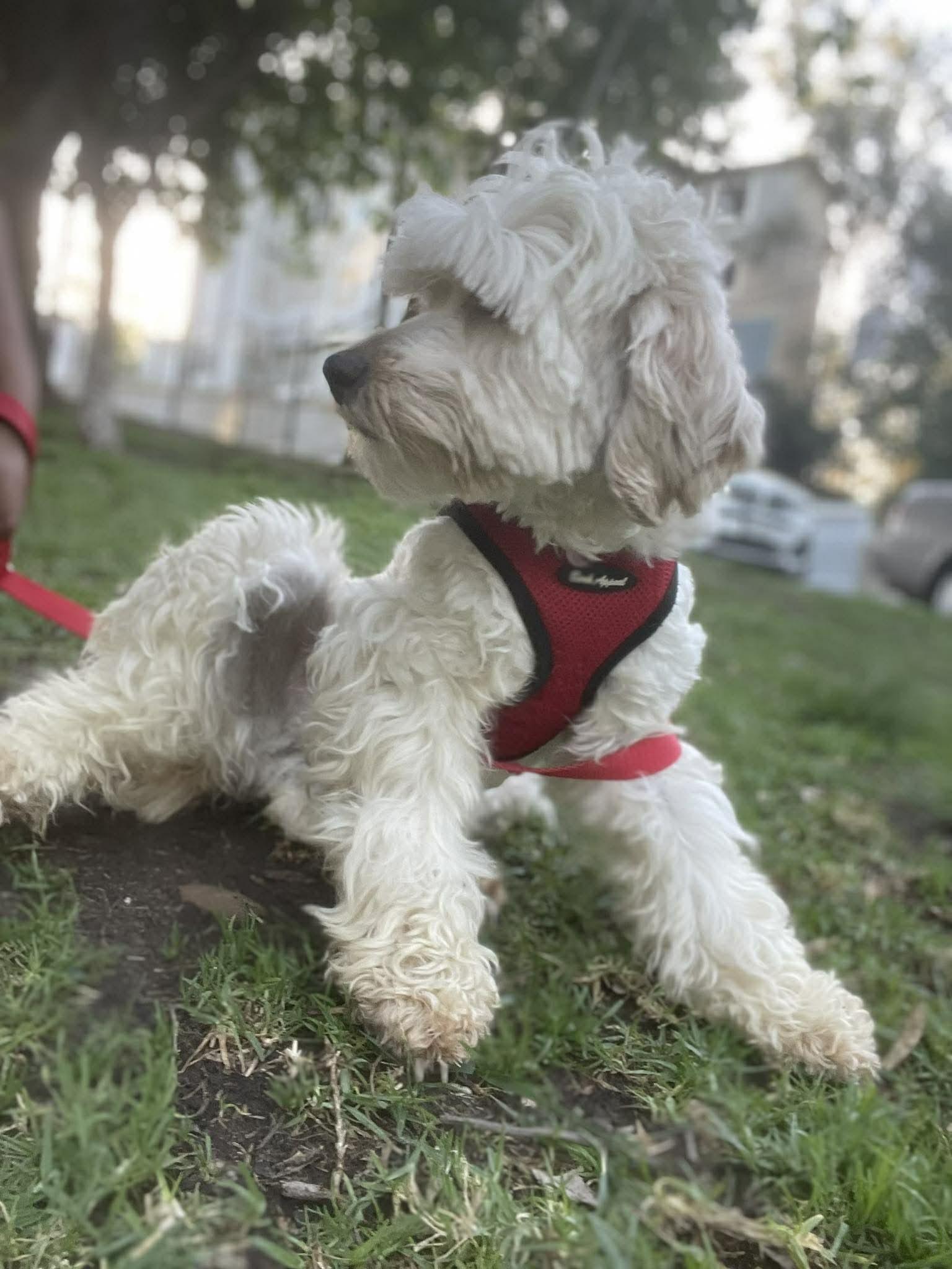 Enlarge MARY JOE 1 yr 18 lbs, a ADOPTABLE mixed breed in Aliso Viejo, CA image 4/4