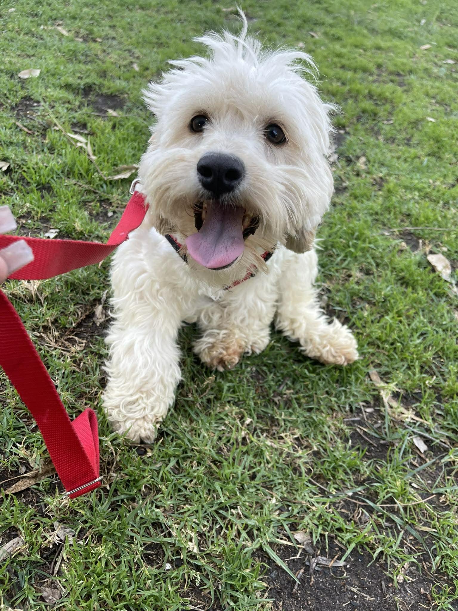 Enlarge MARY JOE 1 yr 18 lbs, a ADOPTABLE mixed breed in Aliso Viejo, CA image 3/4
