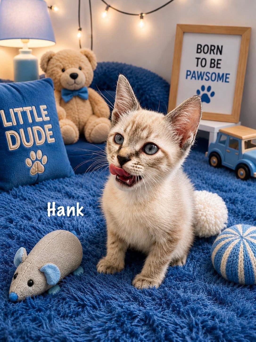 Enlarge Hank, a Adopted mixed breed in Dickinson, TX image 1/1