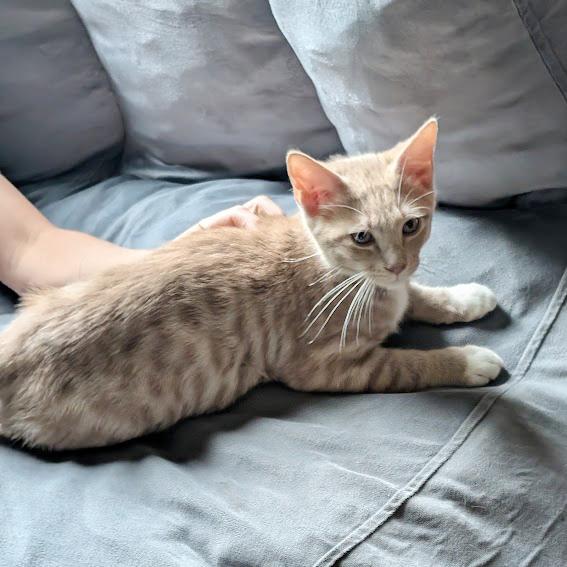 Abu, Baby Male Tabby