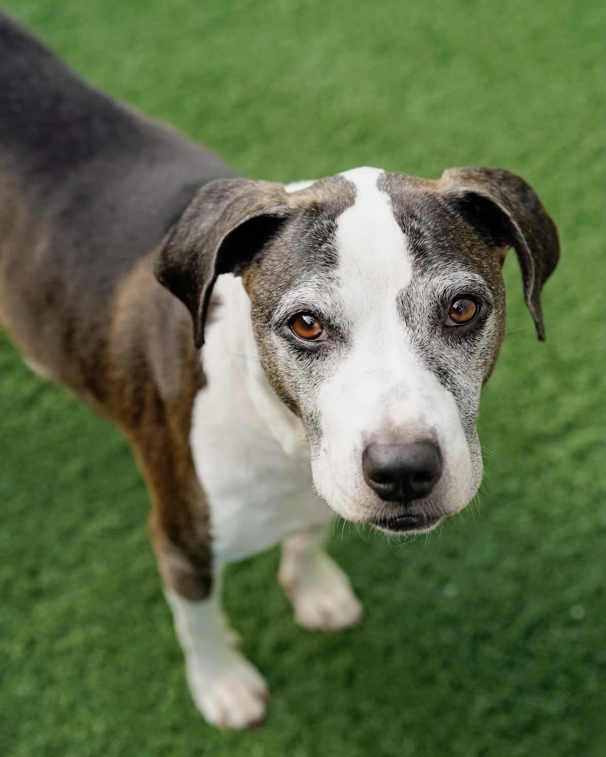 Enlarge Joni, a ADOPTABLE mixed breed in Pasadena, CA image 4/4