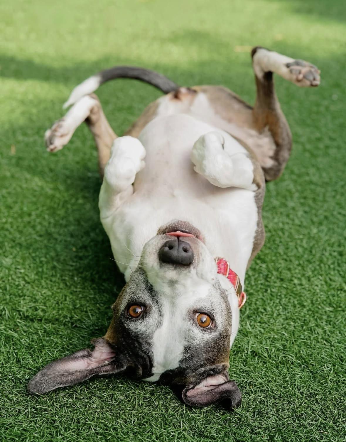 Enlarge Joni, a ADOPTABLE mixed breed in Pasadena, CA image 3/4