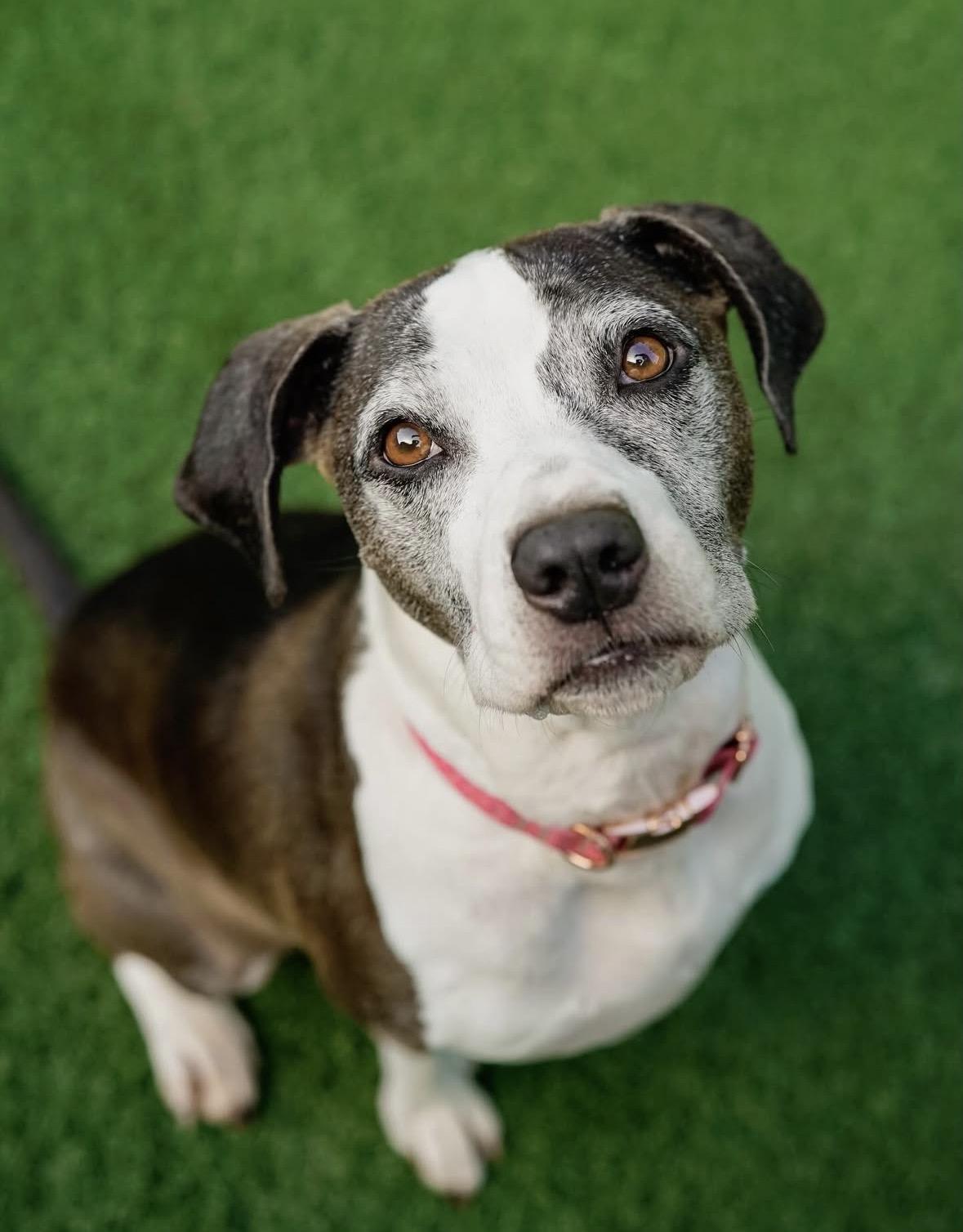 Enlarge Joni, a ADOPTABLE mixed breed in Pasadena, CA image 1/4