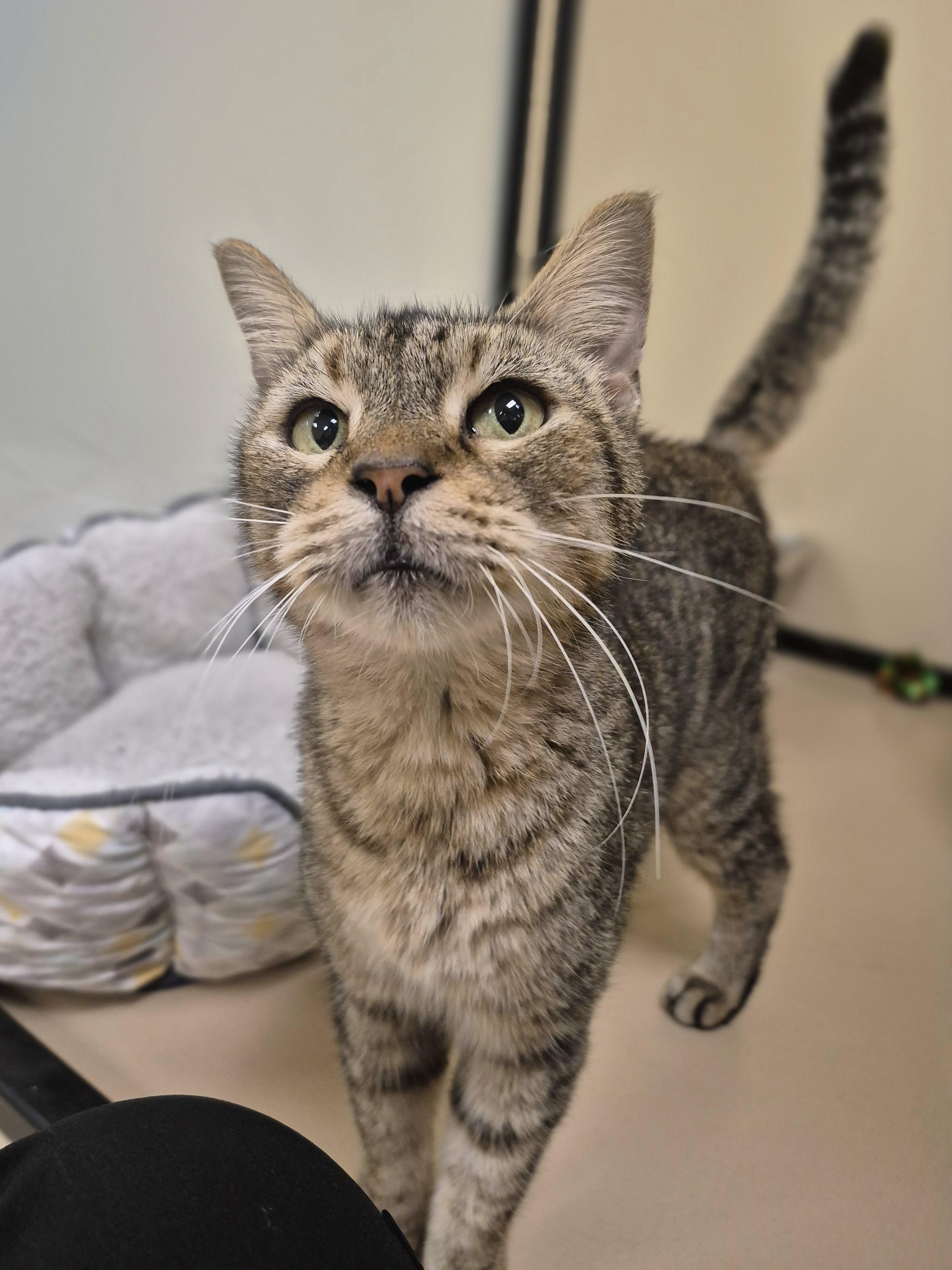 Helga, Adoptable, Senior Female Domestic Short Hair.