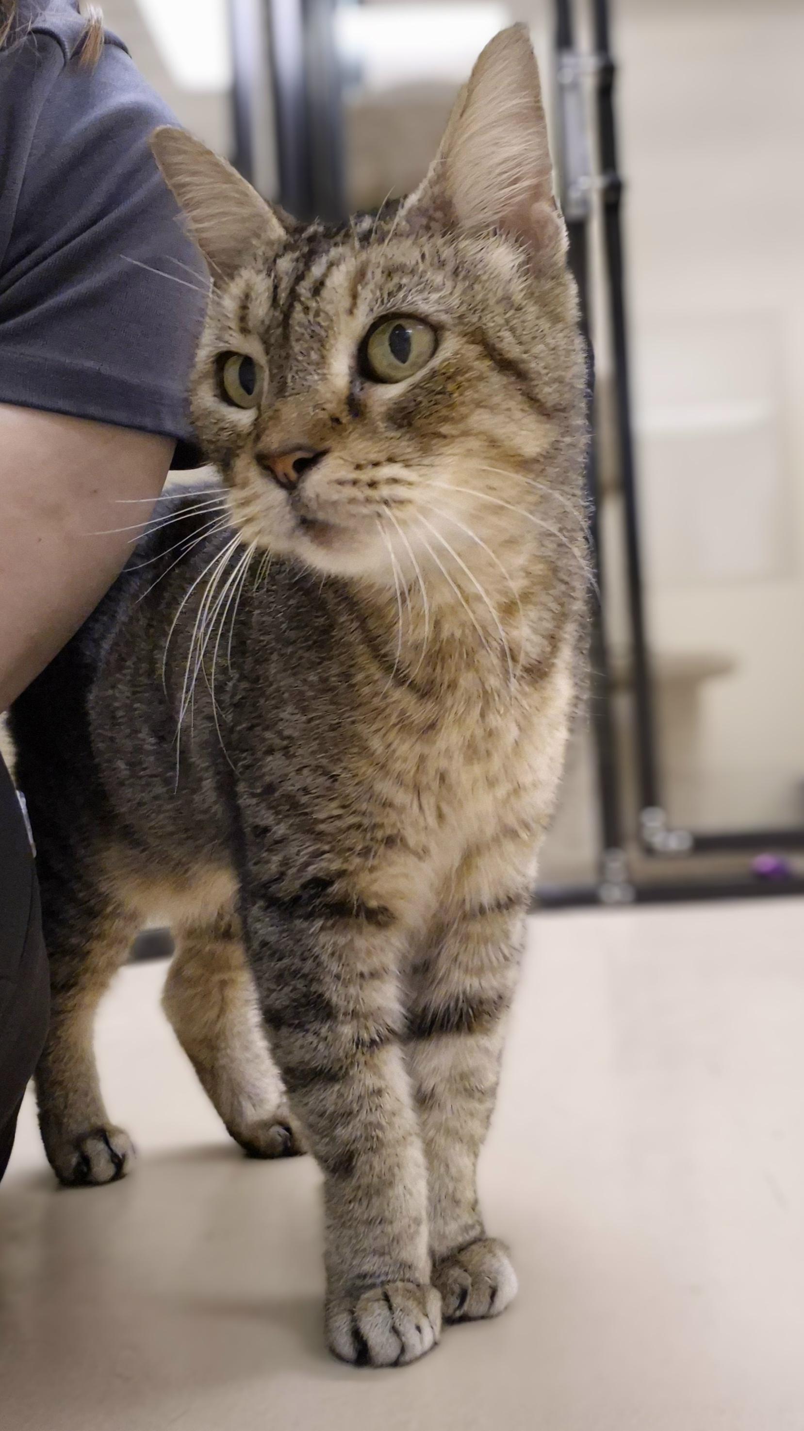 Enlarge Helga, a Adoptable Domestic Short Hair in Schertz, TX image 4/5