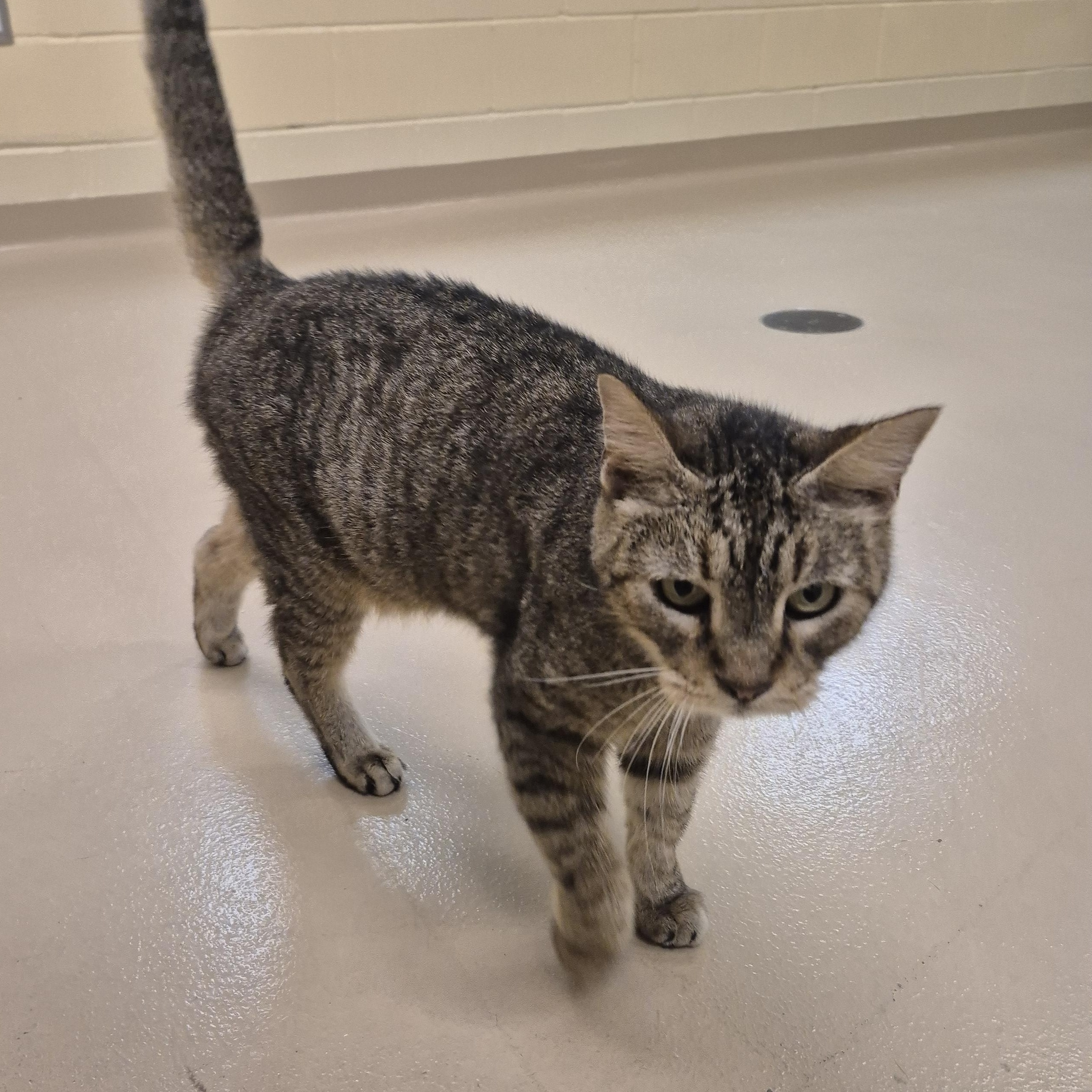 Enlarge Helga, a Adoptable Domestic Short Hair in Schertz, TX image 3/5