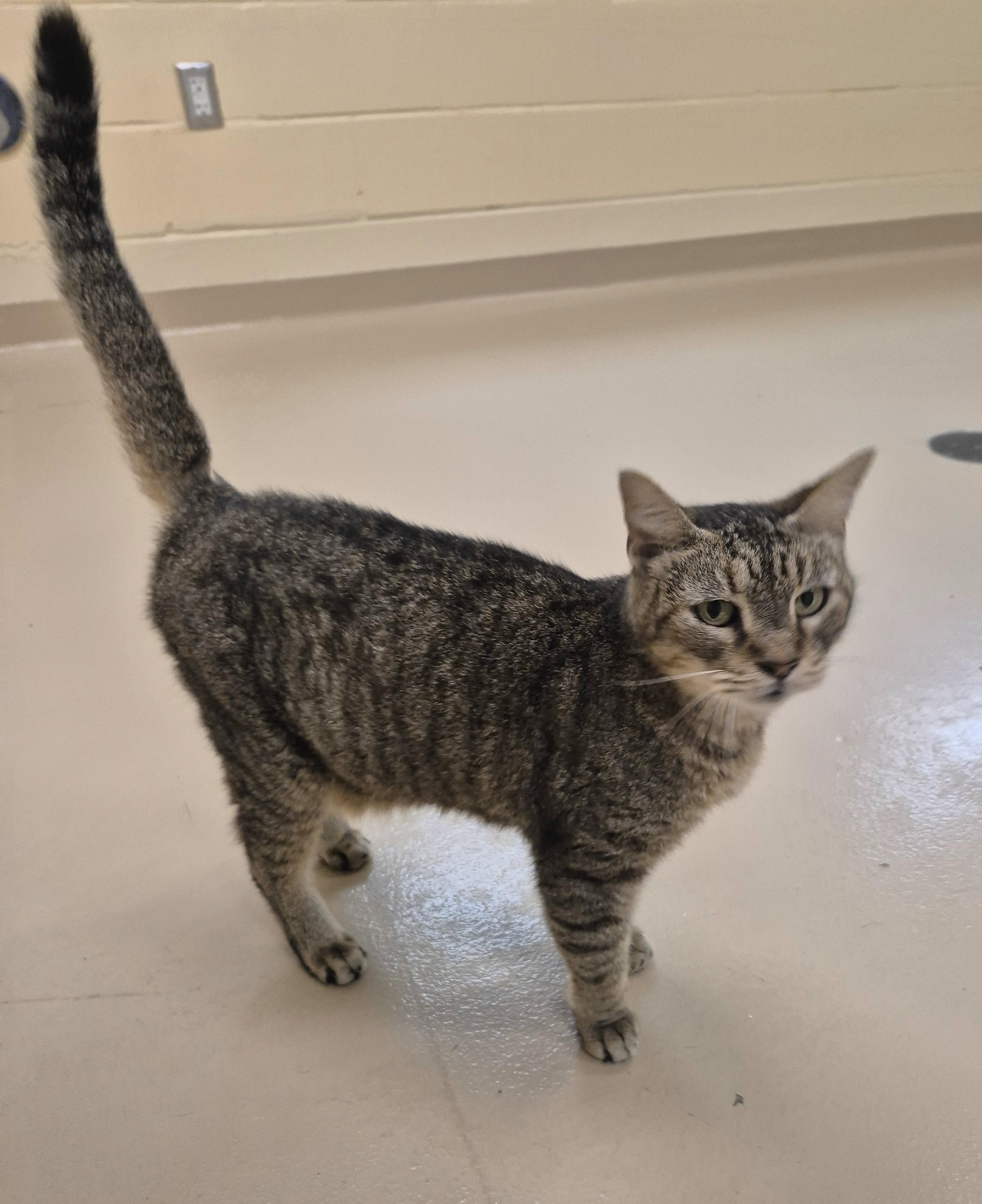 Enlarge Helga, a Adoptable Domestic Short Hair in Schertz, TX image 2/5