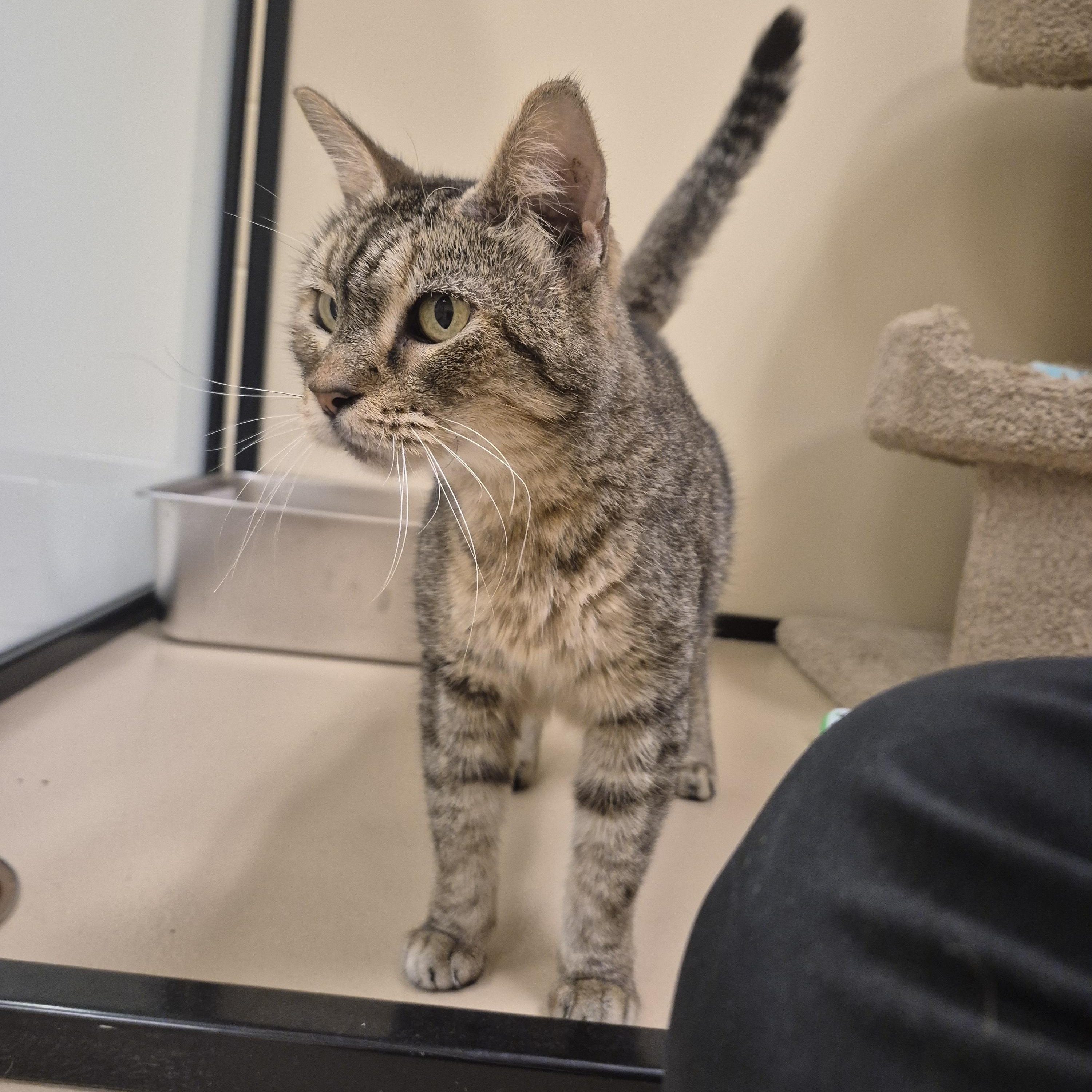 Enlarge Helga, a Adoptable Domestic Short Hair in Schertz, TX image 5/5