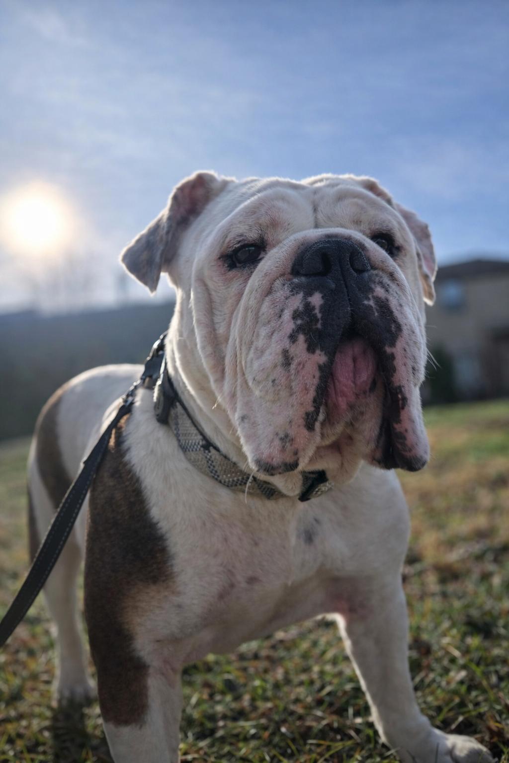 Aleeya, Adoptable, Adult Female American Bulldog & English Bulldog.