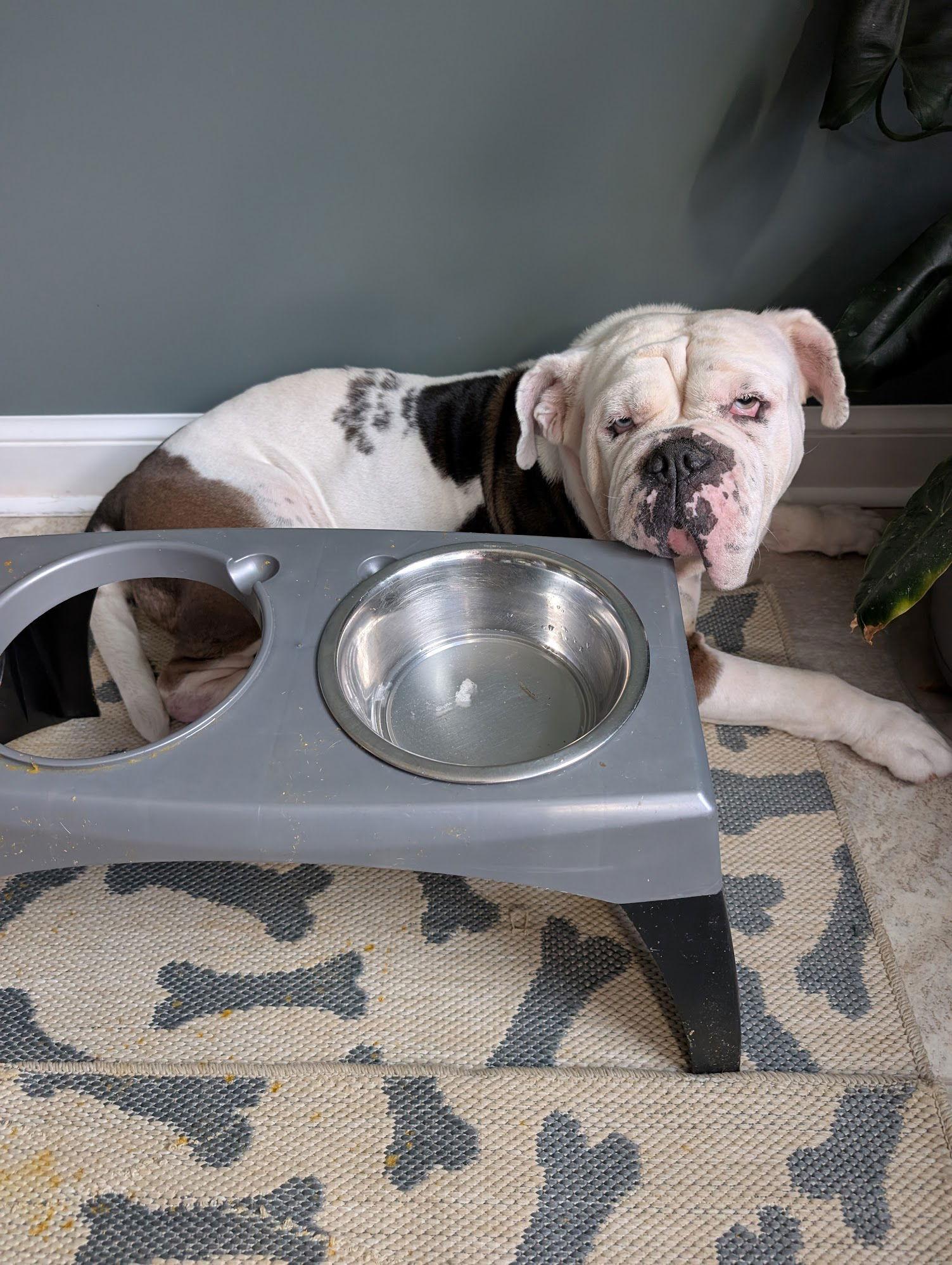 Enlarge Aleeya, a Adoptable mixed breed in New Hope, PA image 2/3