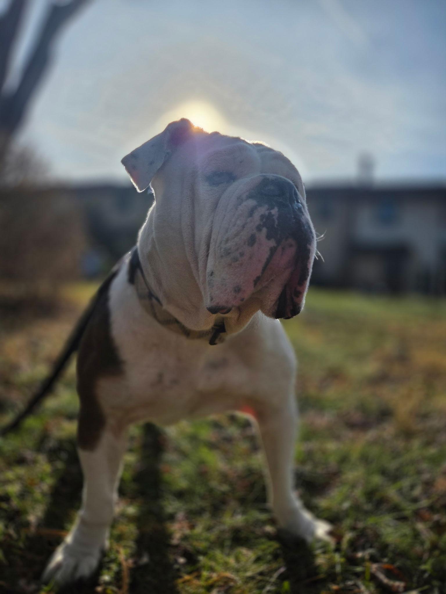 Enlarge Aleeya, a Adoptable mixed breed in New Hope, PA image 3/3