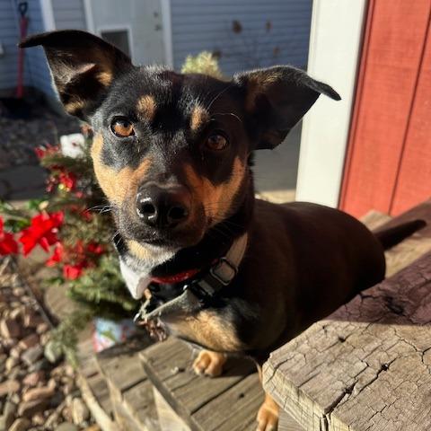 Enlarge Daphne, a Adoptable Mixed Breed in Beresford, SD image 1/6