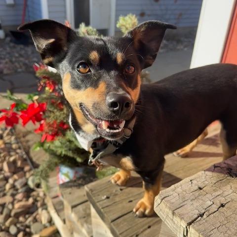 Enlarge Daphne, a Adoptable Mixed Breed in Beresford, SD image 2/6