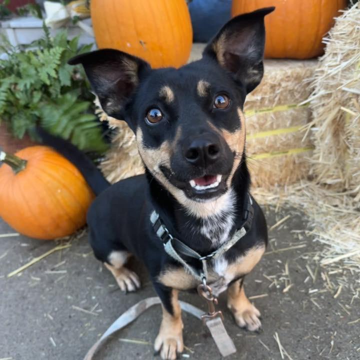 Enlarge Daphne, a Adoptable Mixed Breed in Beresford, SD image 5/6