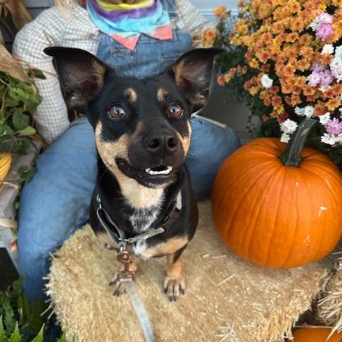 Enlarge Daphne, a Adoptable Mixed Breed in Beresford, SD image 3/6