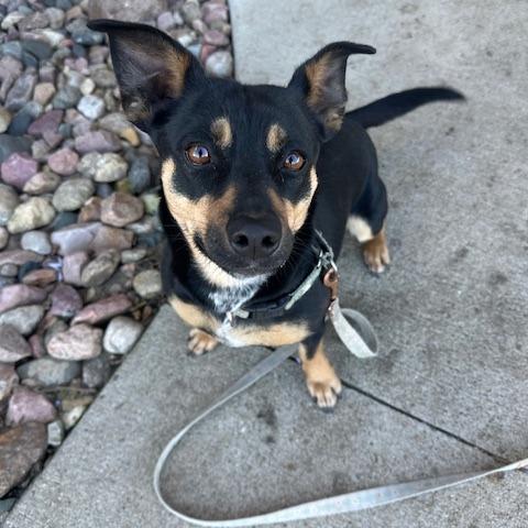 Enlarge Daphne, a Adoptable Mixed Breed in Beresford, SD image 4/6