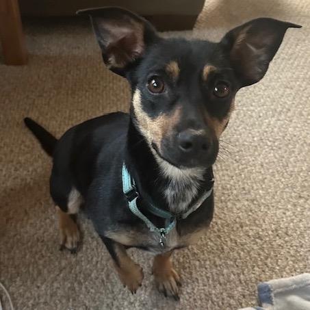 Enlarge Daphne, a Adoptable Mixed Breed in Beresford, SD image 6/6