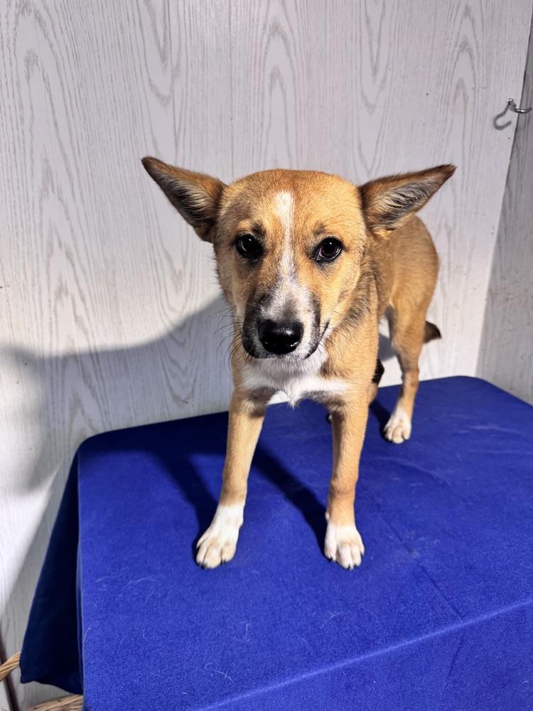 CONNIE (PINE CREST), Adoptable, Young Female Corgi & Carolina Dog.