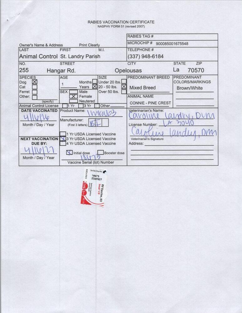 Enlarge CONNIE (PINE CREST), a Adoptable mixed breed in Opelousas, LA image 2/3