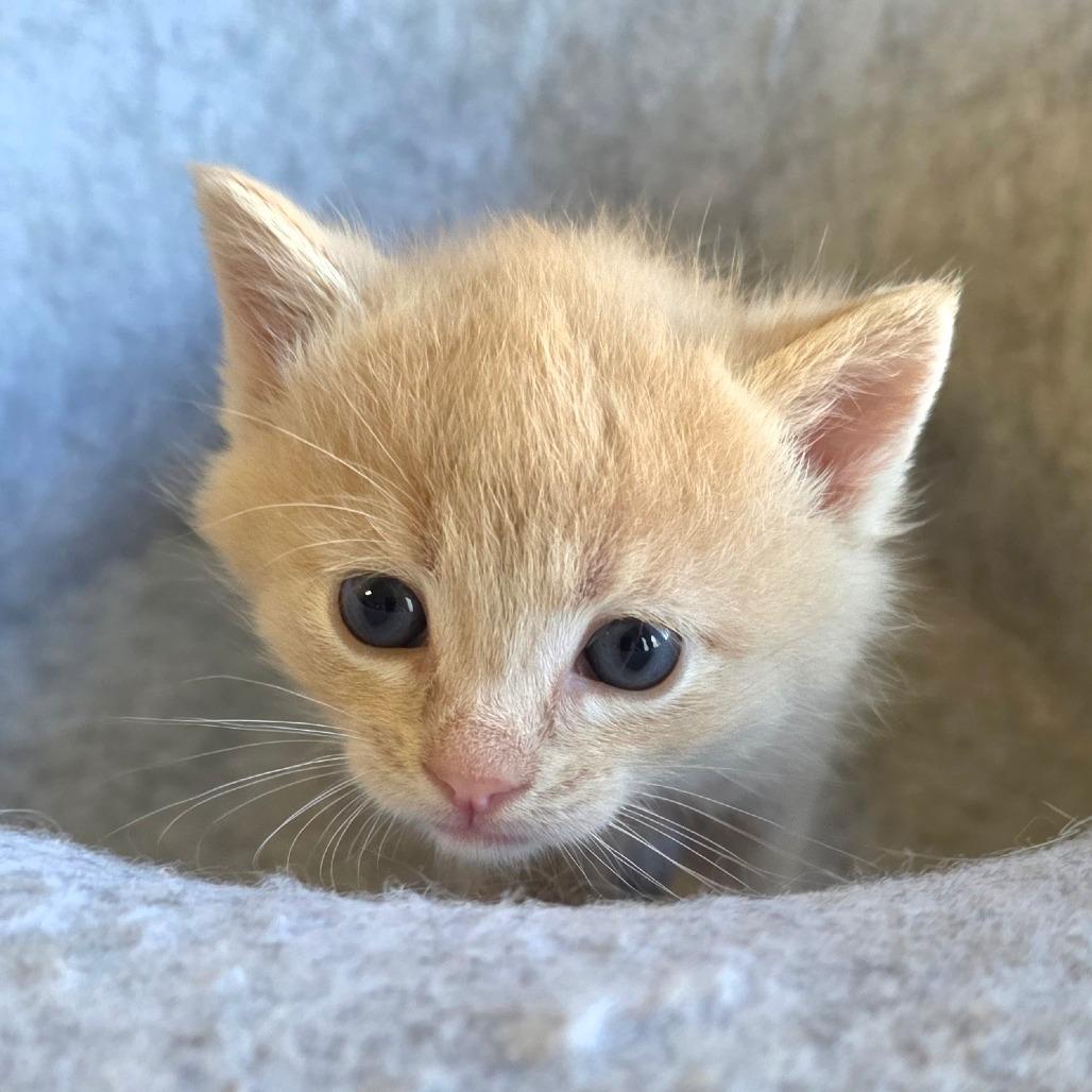 Enlarge Lara, a Adoptable Domestic Short Hair in Calimesa, CA image 1/6