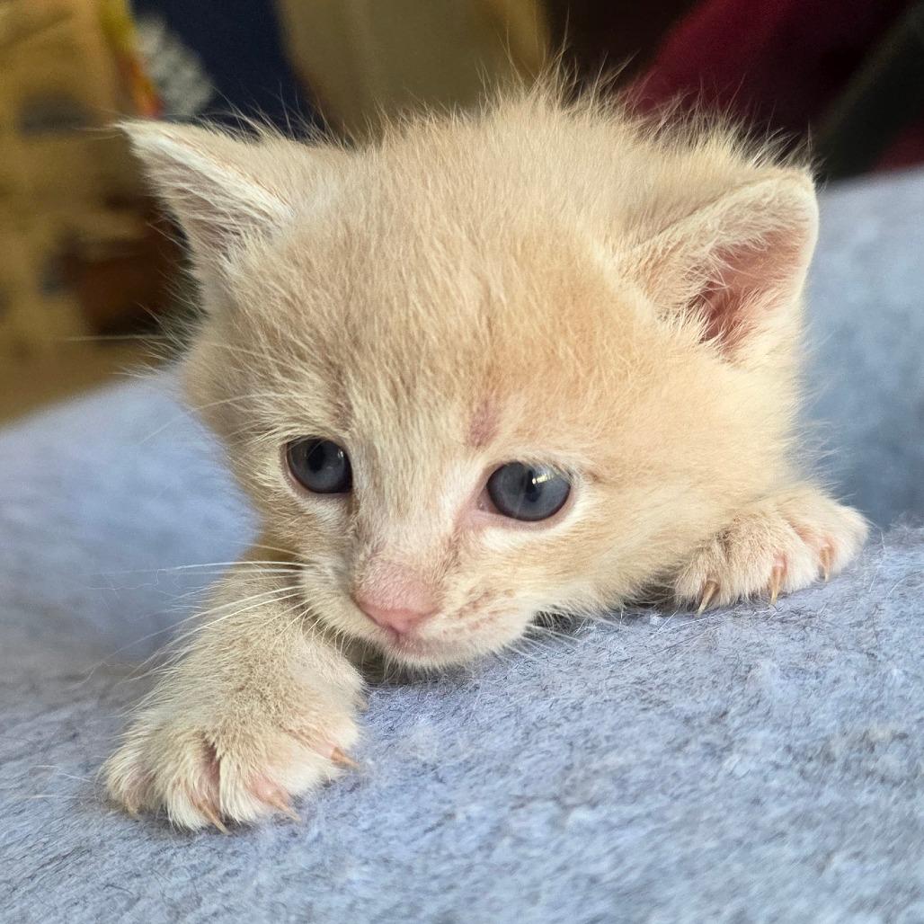 Enlarge Lara, a Adoptable Domestic Short Hair in Calimesa, CA image 3/6