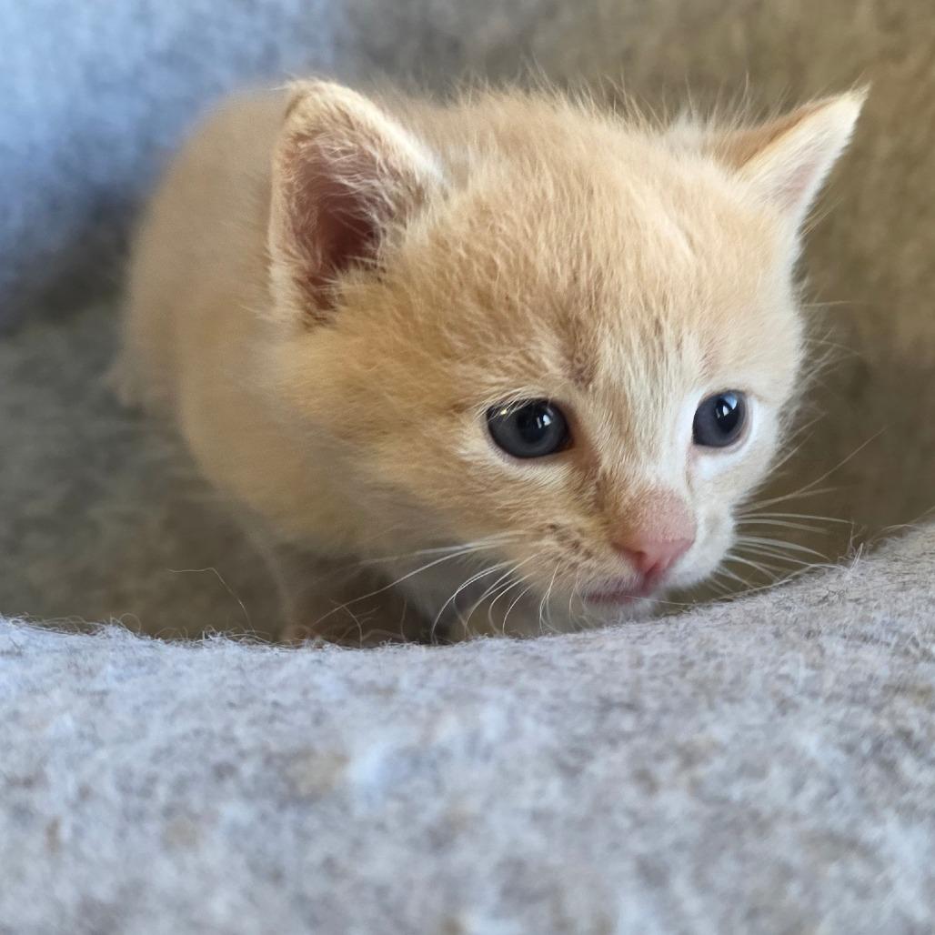 Enlarge Lara, a Adoptable Domestic Short Hair in Calimesa, CA image 4/6