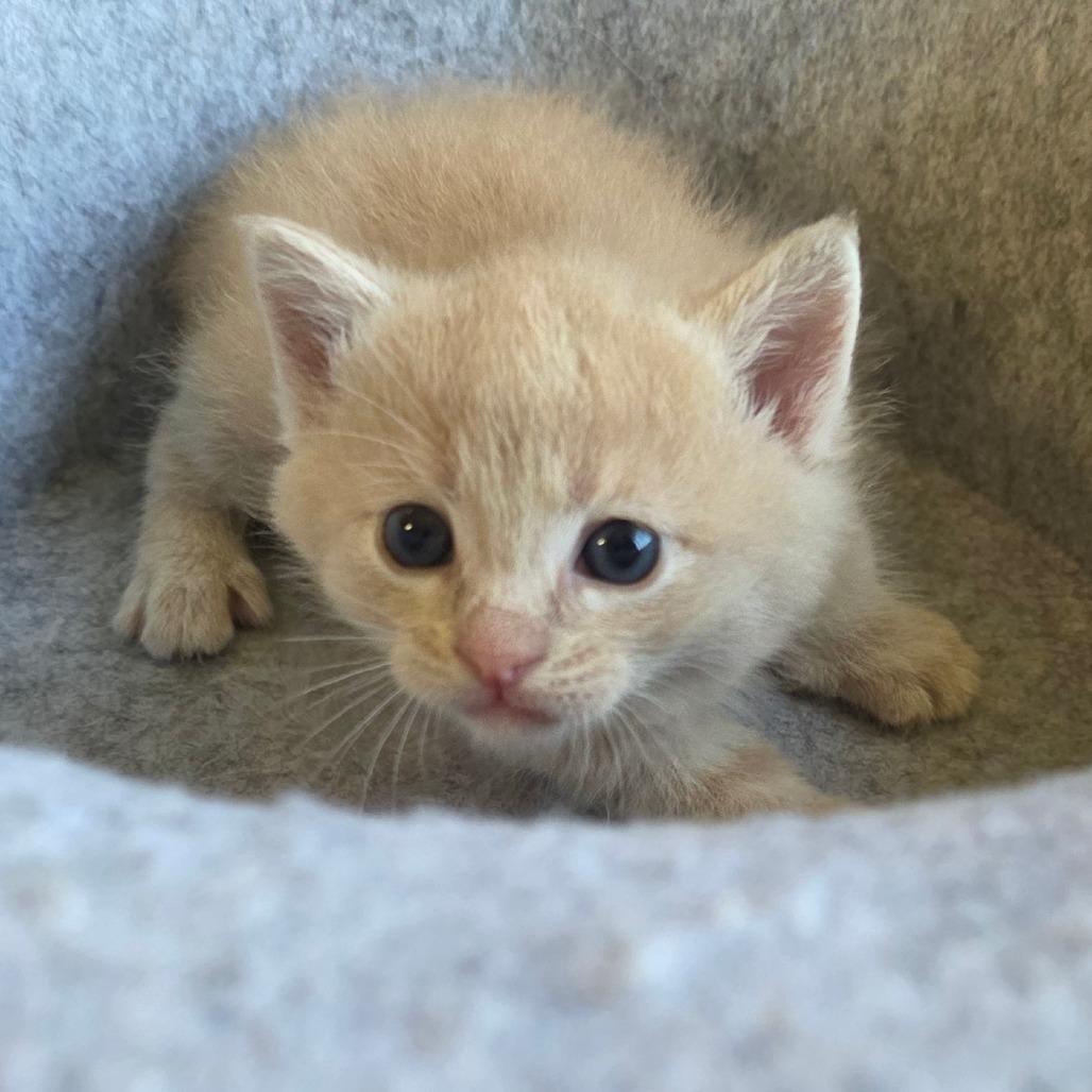 Enlarge Lara, a Adoptable Domestic Short Hair in Calimesa, CA image 5/6