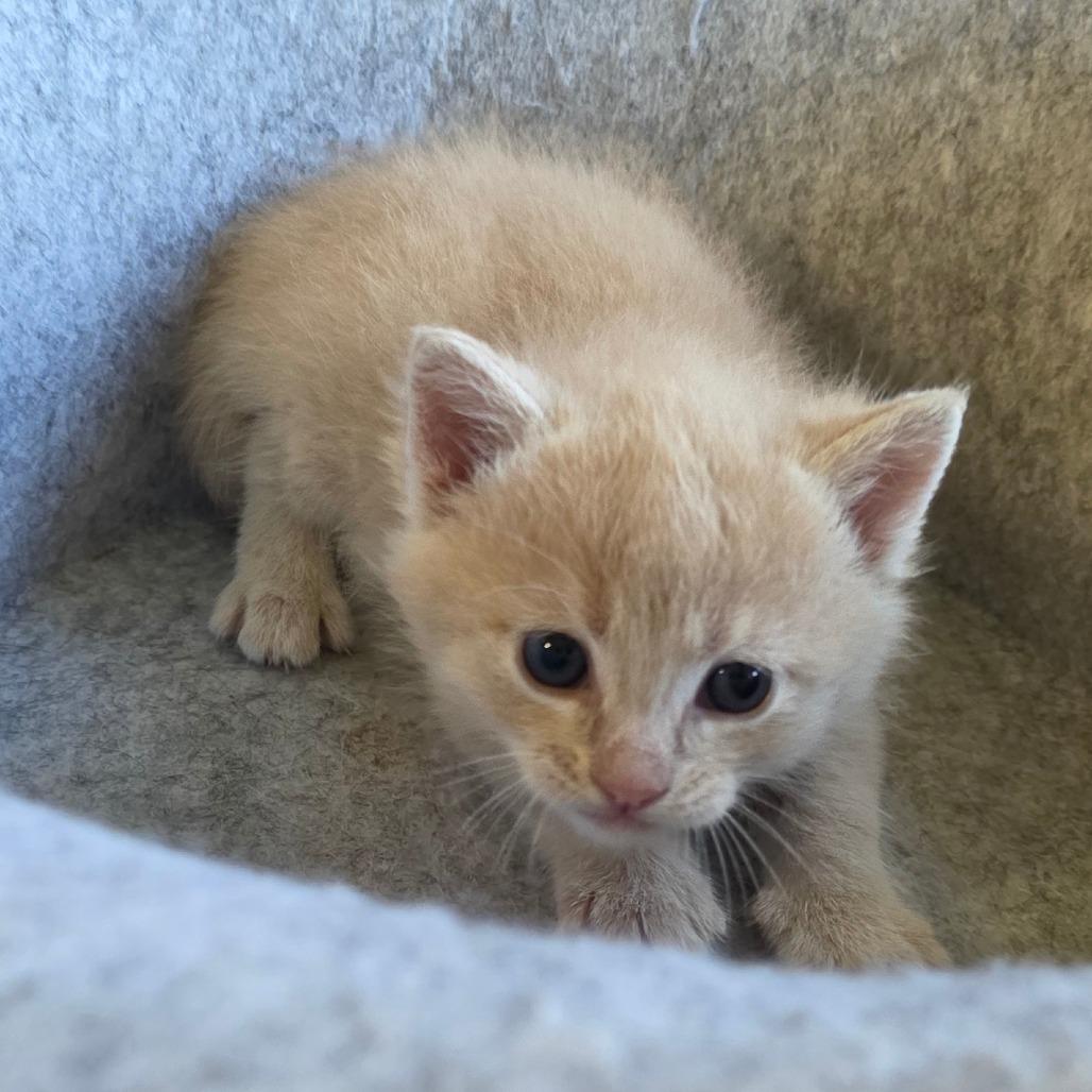 Enlarge Lara, a Adoptable Domestic Short Hair in Calimesa, CA image 6/6
