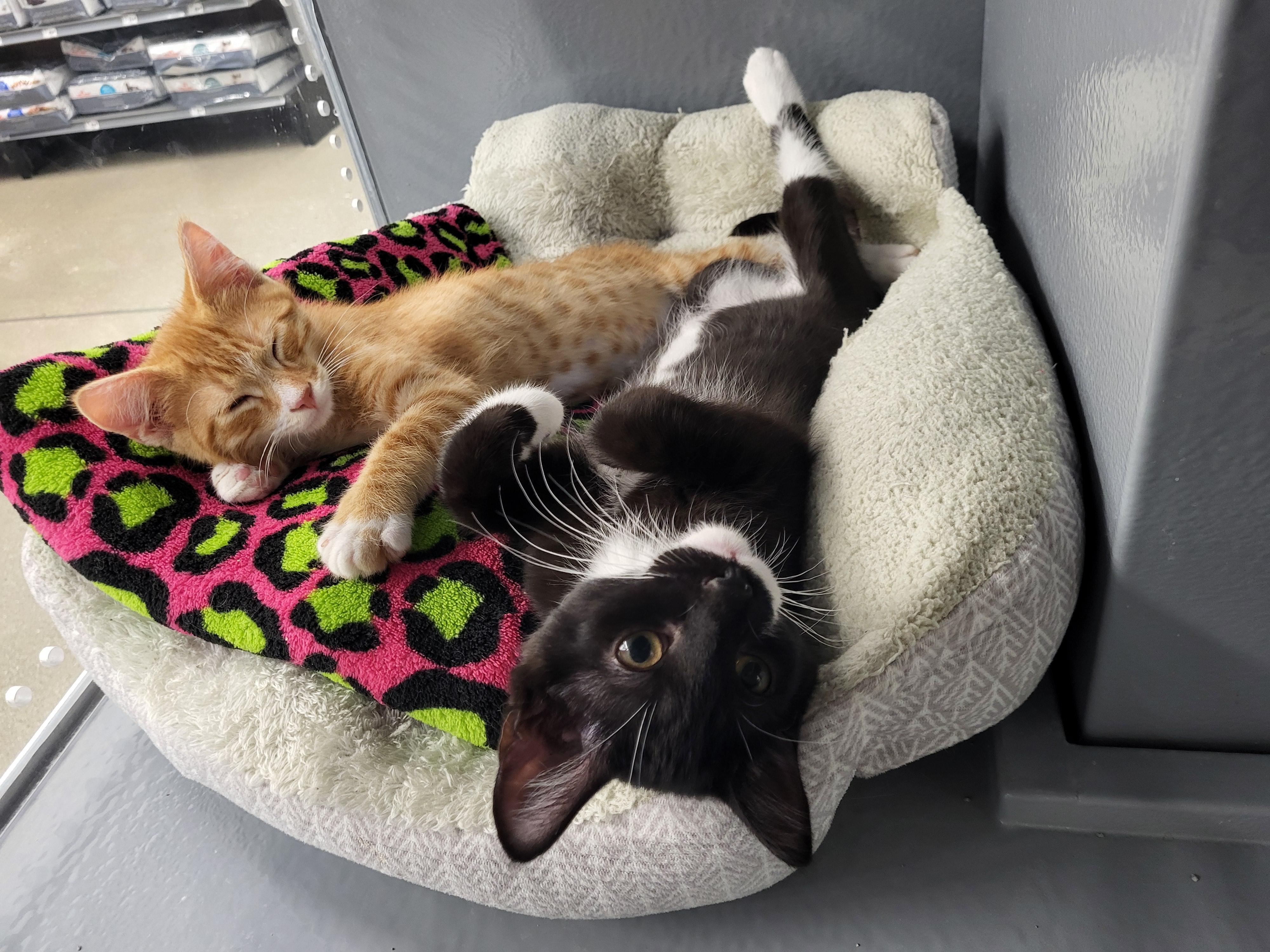Mr. Woodworm, an adopted Domestic Medium Hair in Grayslake, IL image 5/5