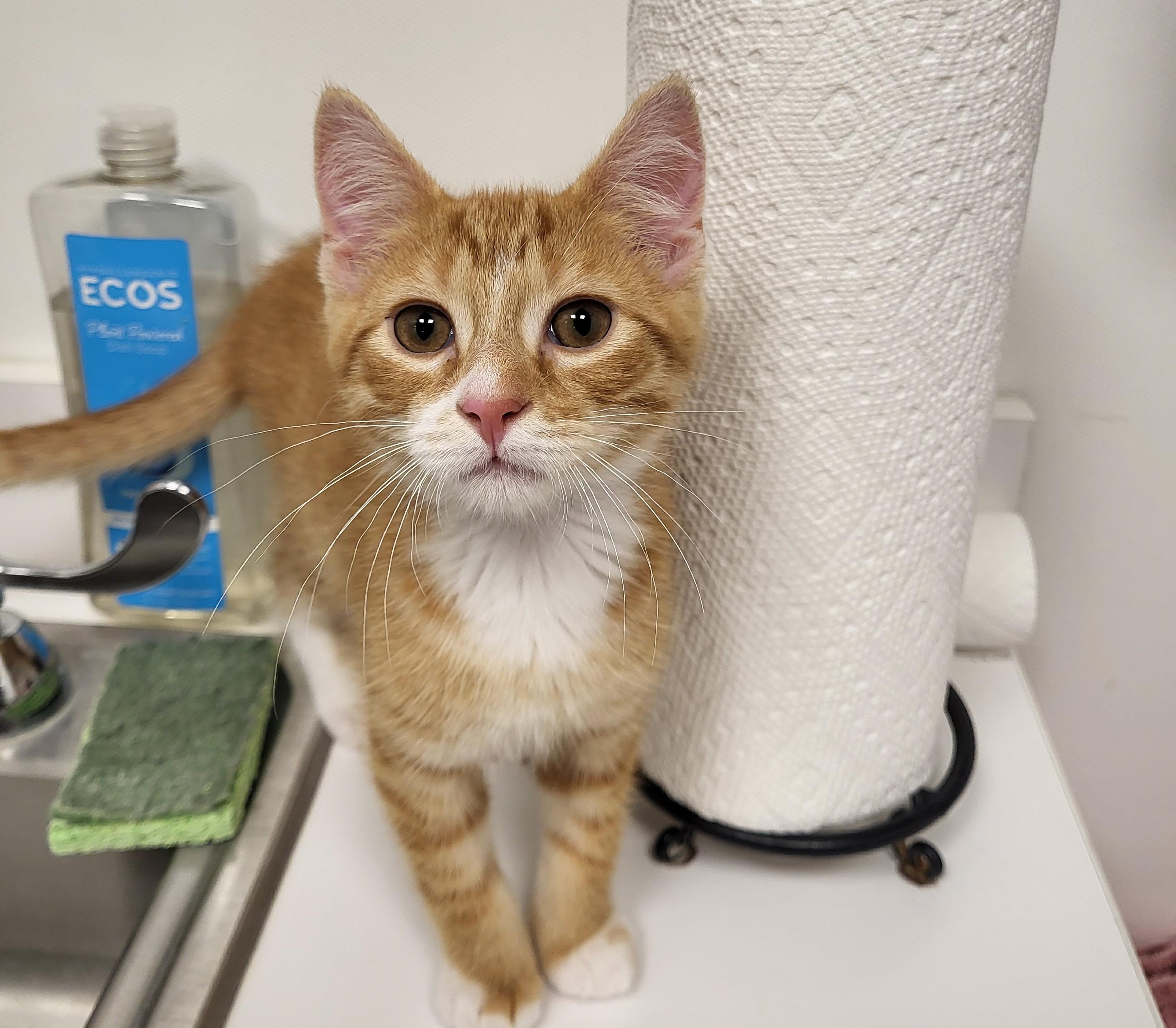 Mr. Woodworm, an adopted Domestic Medium Hair in Grayslake, IL image 4/5