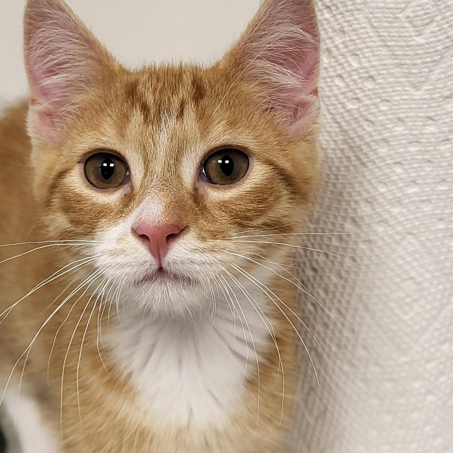 Mr. Woodworm, an adopted Domestic Medium Hair in Grayslake, IL image 2/5
