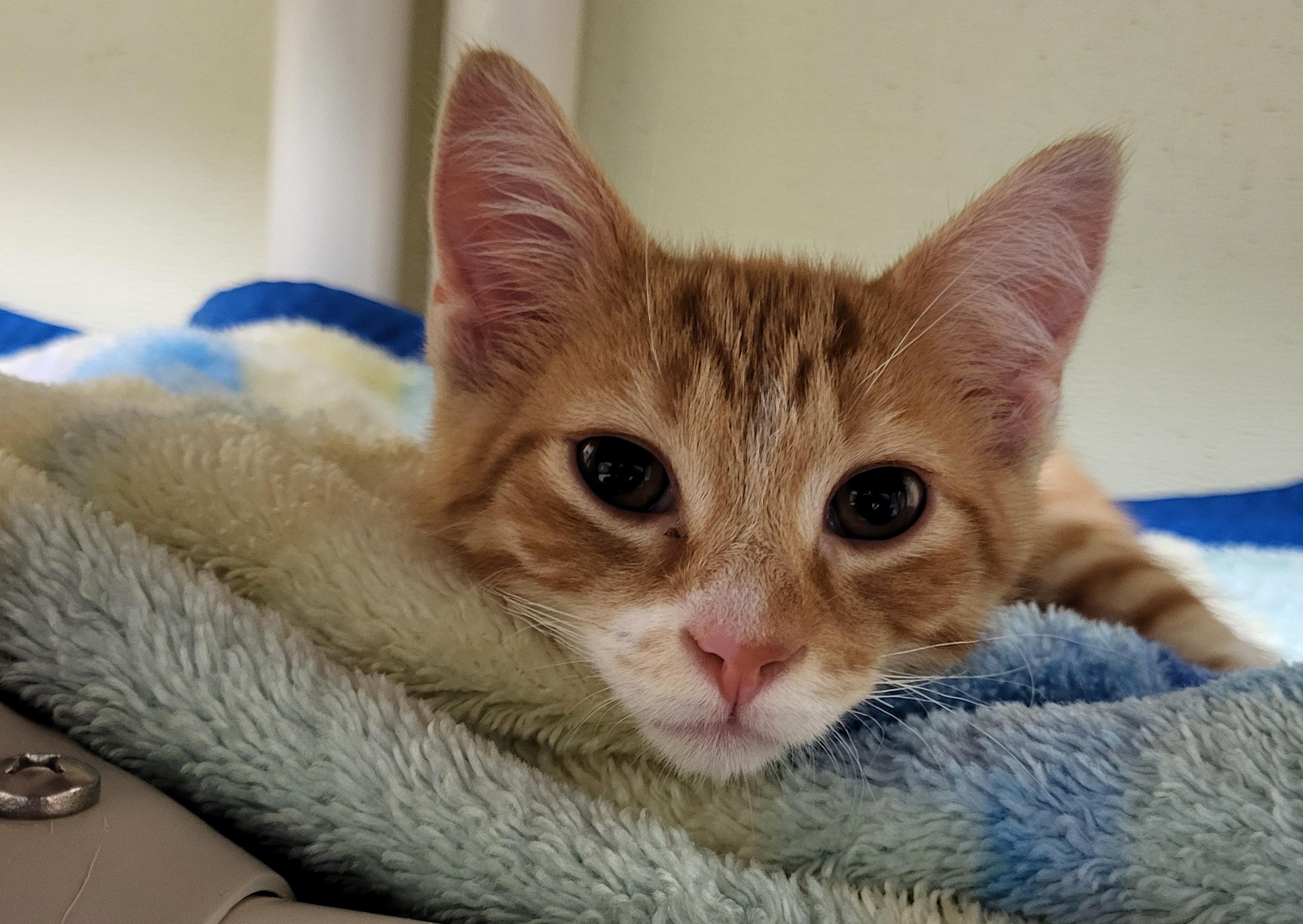Mr. Woodworm, an adopted Domestic Medium Hair in Grayslake, IL image 3/5