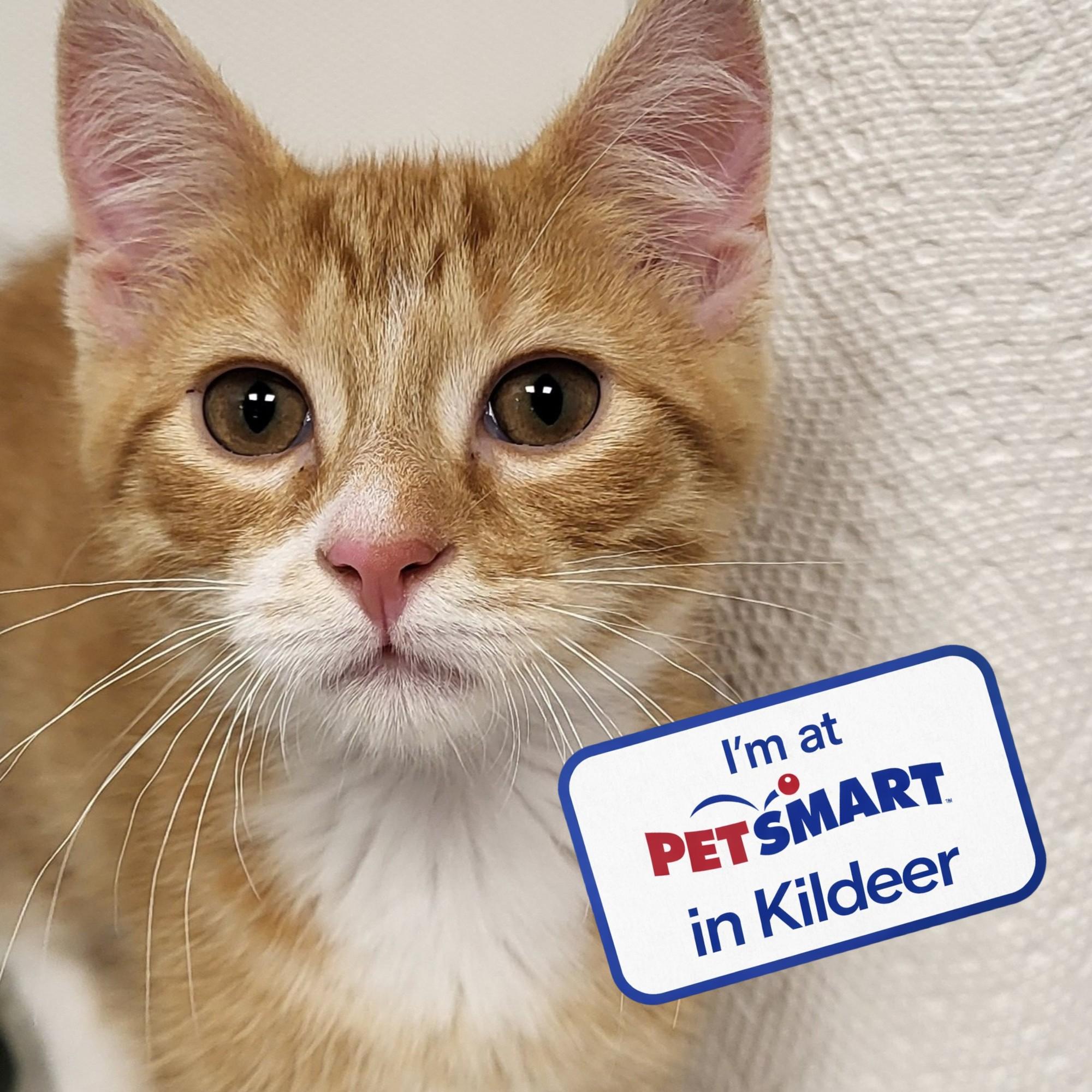 Mr. Woodworm, an adopted Domestic Medium Hair in Grayslake, IL image 1/5