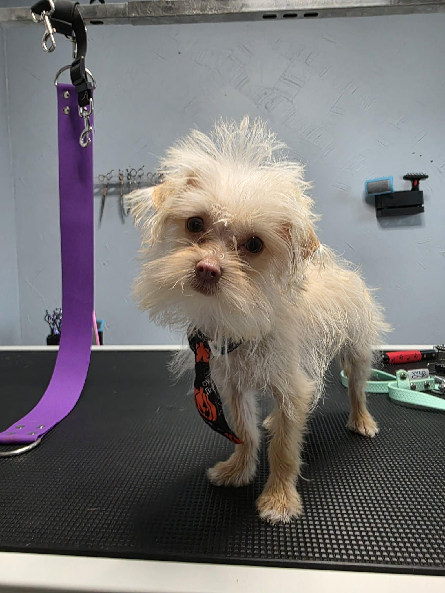 Enlarge Flea, a Adoptable mixed breed in Vancouver, BC image 4/4