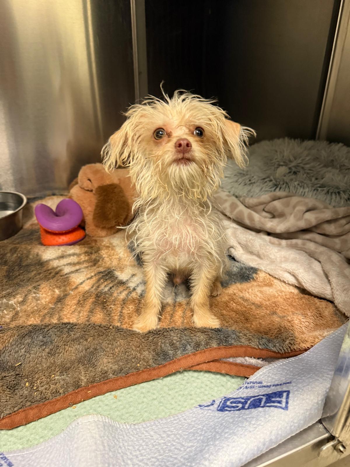 Flea, Adoptable, Puppy Male Terrier & Yorkshire Terrier.