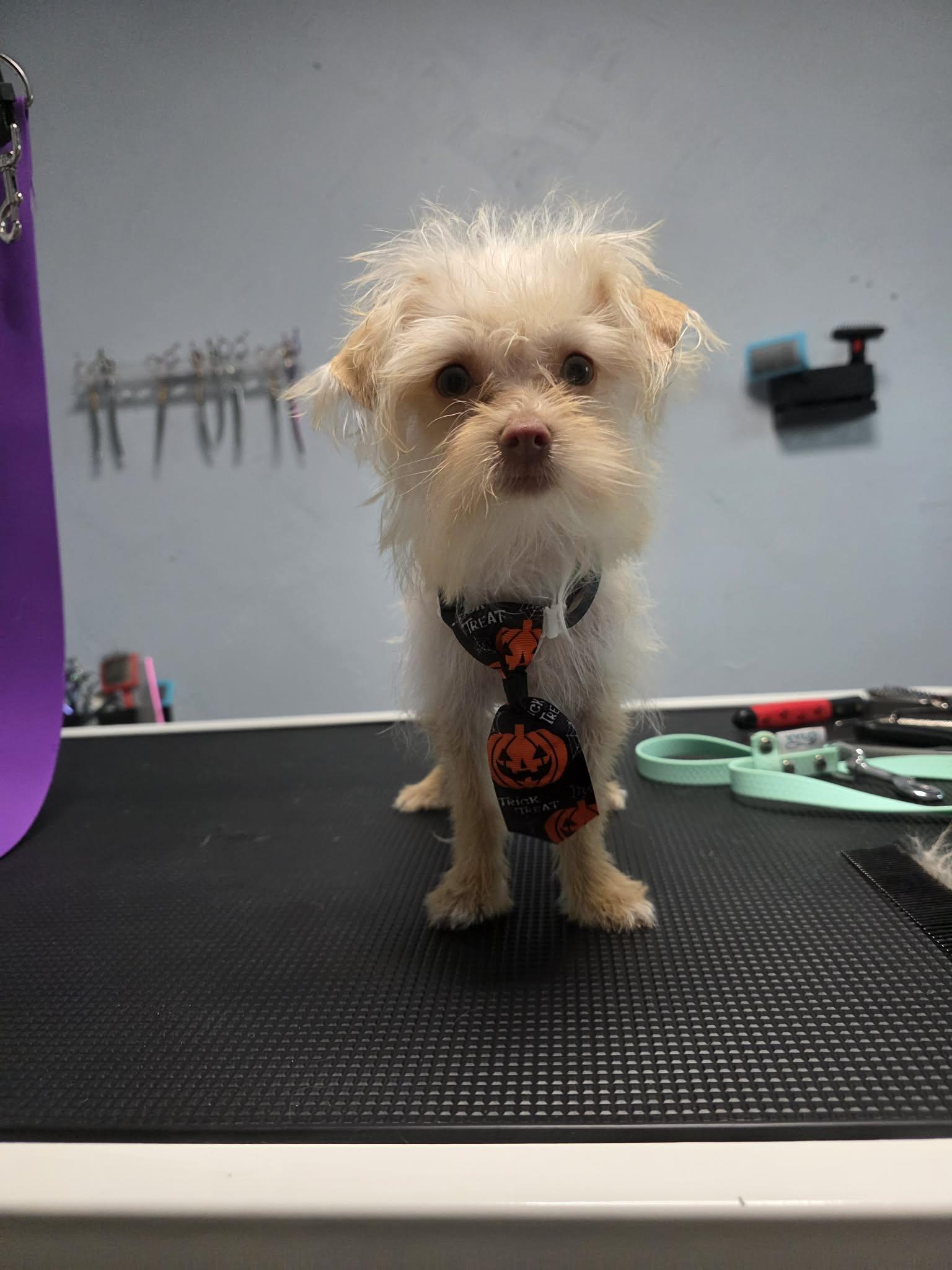 Enlarge Flea, a Adoptable mixed breed in Vancouver, BC image 3/4
