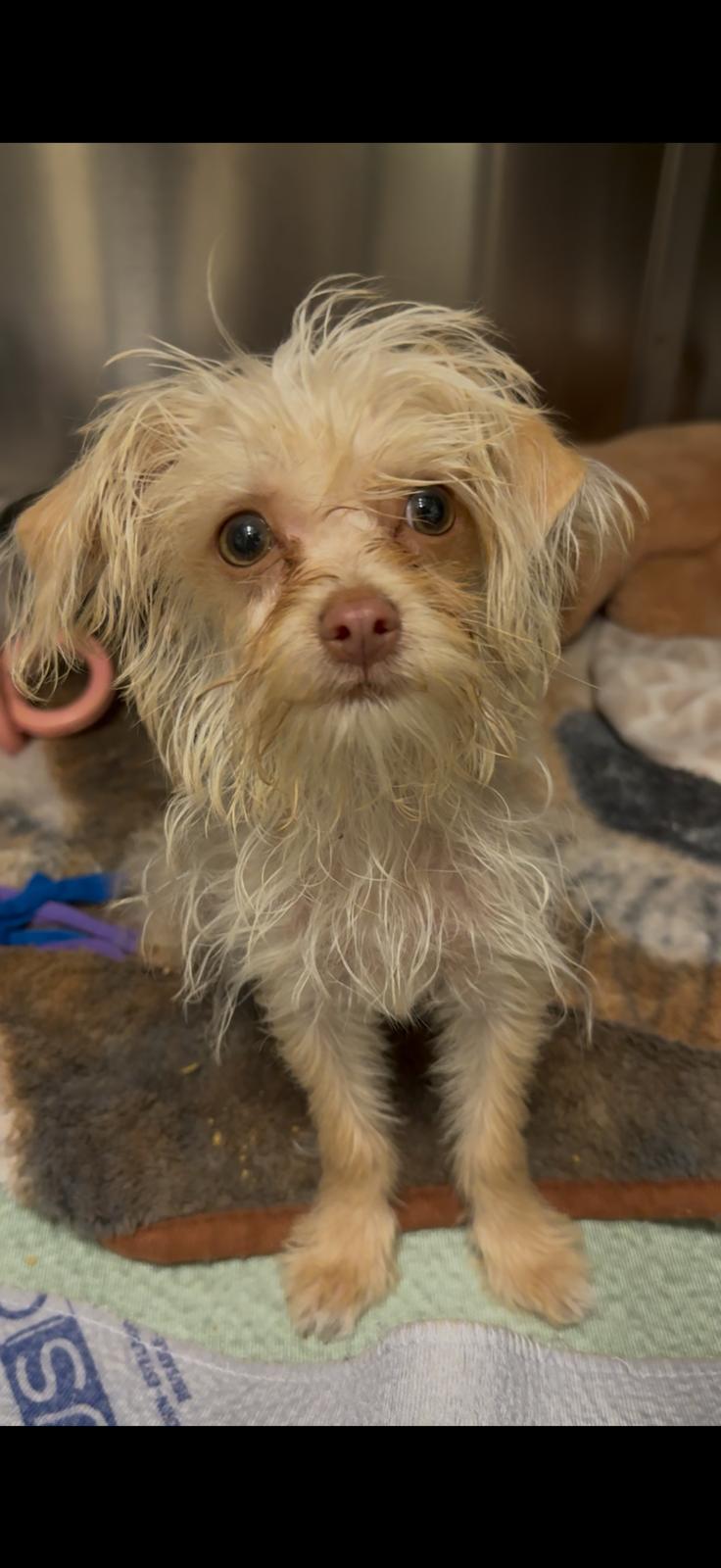Enlarge Flea, a Adoptable mixed breed in Vancouver, BC image 2/4