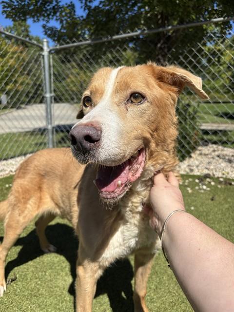 VALENTINO, Adoptable, Senior Male Labrador Retriever & Mixed Breed.