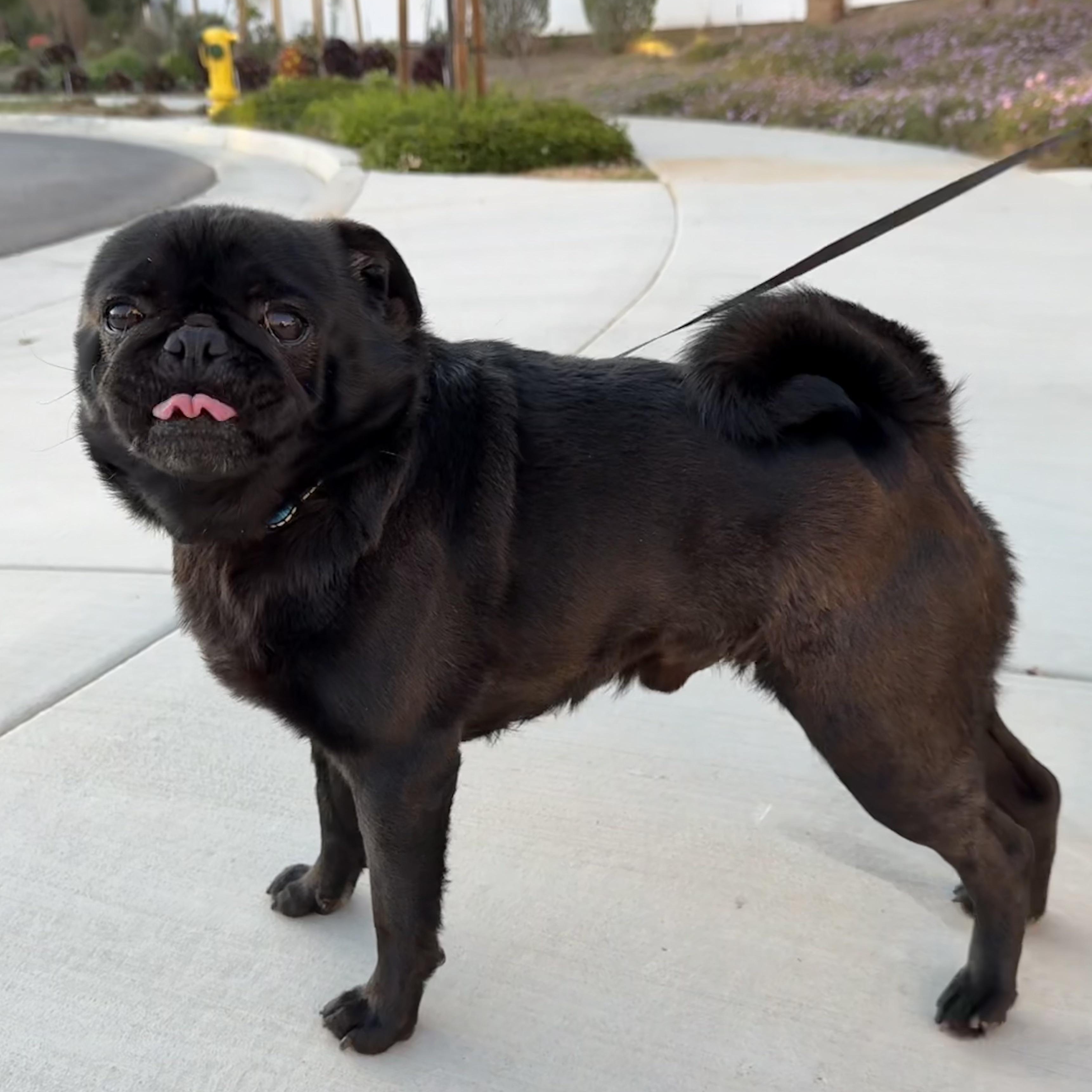 Enlarge Mr. Shadow Pugsley, an adopted mixed breed in Ridgefield, WA image 3/5
