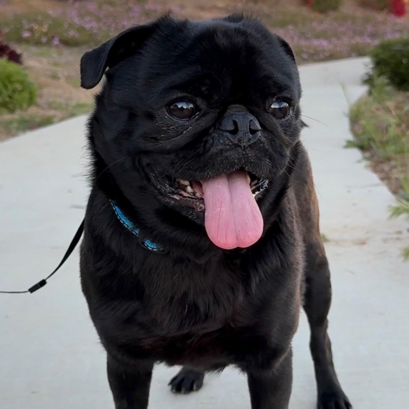 Enlarge Mr. Shadow Pugsley, an adopted mixed breed in Ridgefield, WA image 1/5