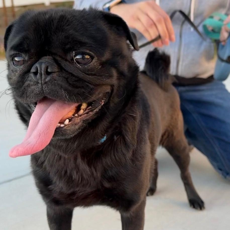 Enlarge Mr. Shadow Pugsley, an adopted mixed breed in Ridgefield, WA image 5/5