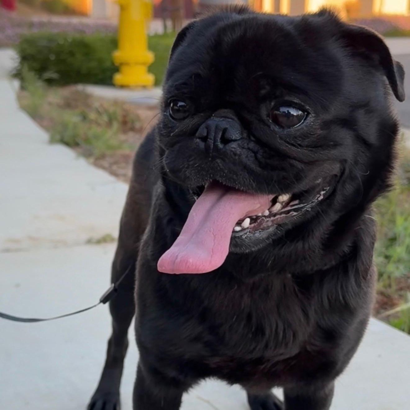 Enlarge Mr. Shadow Pugsley, an adopted mixed breed in Ridgefield, WA image 4/5
