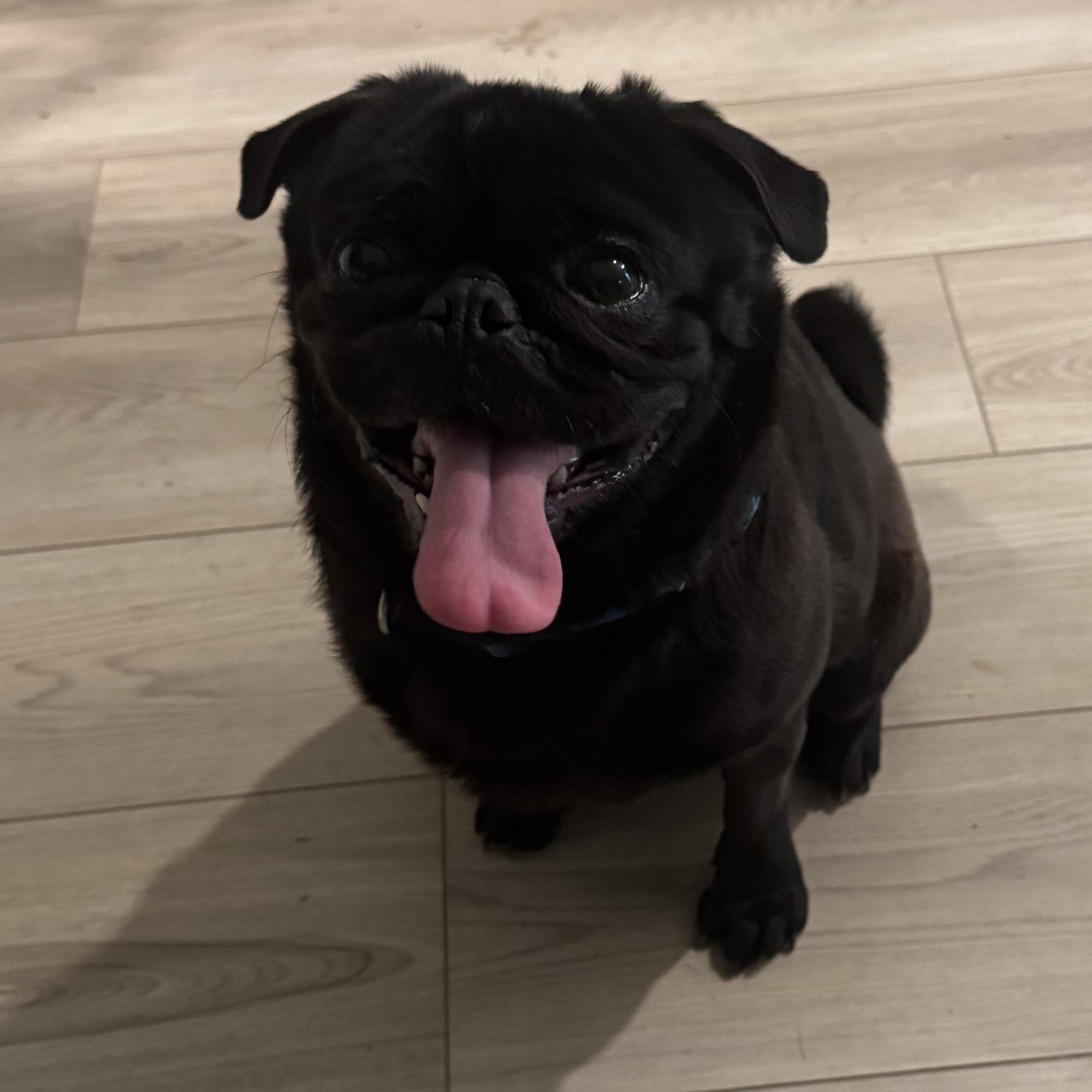 Enlarge Mr. Shadow Pugsley, an adopted mixed breed in Ridgefield, WA image 2/5