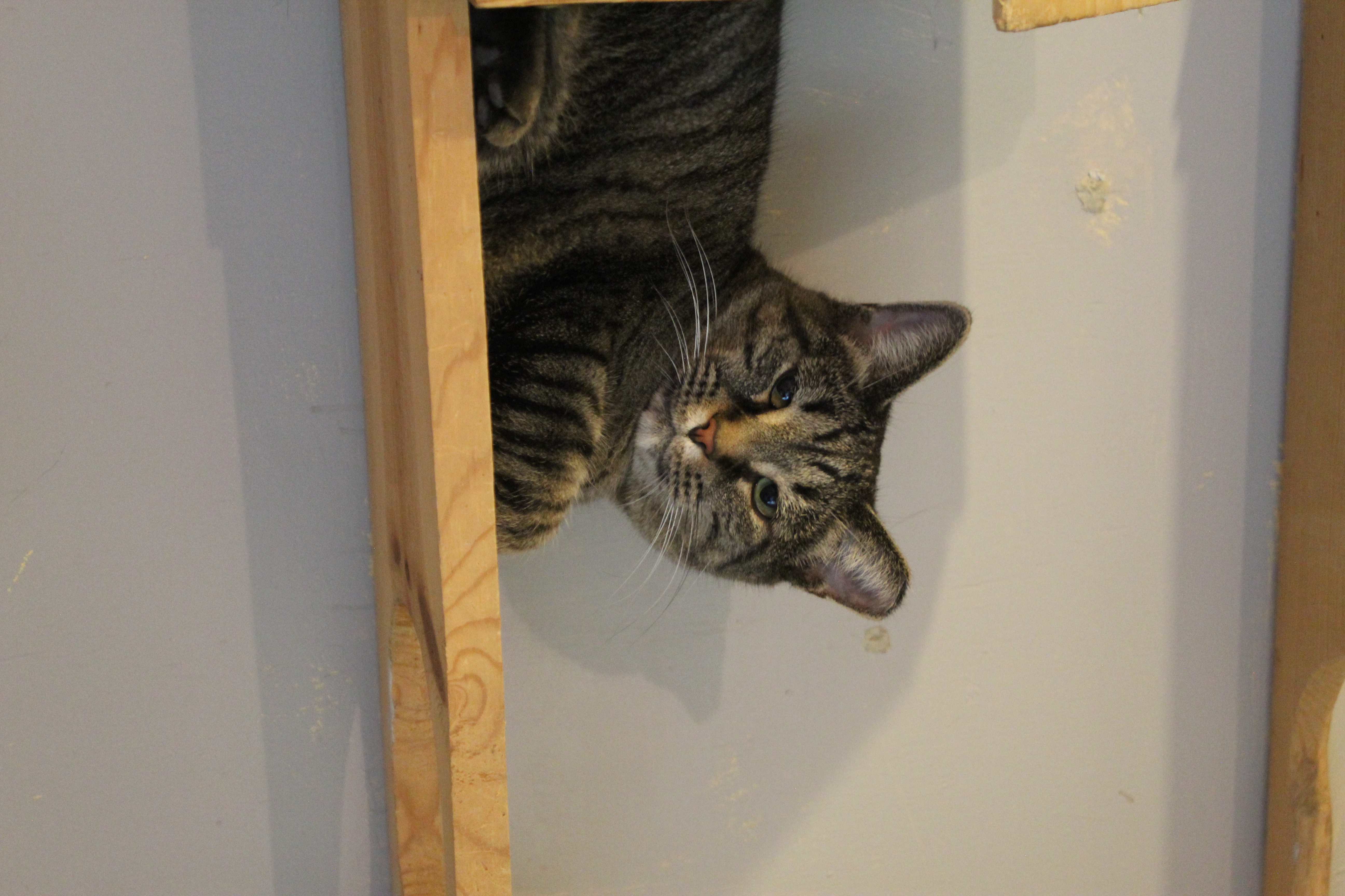 Sweetie (Electra), Adoptable, Young Female Domestic Short Hair.