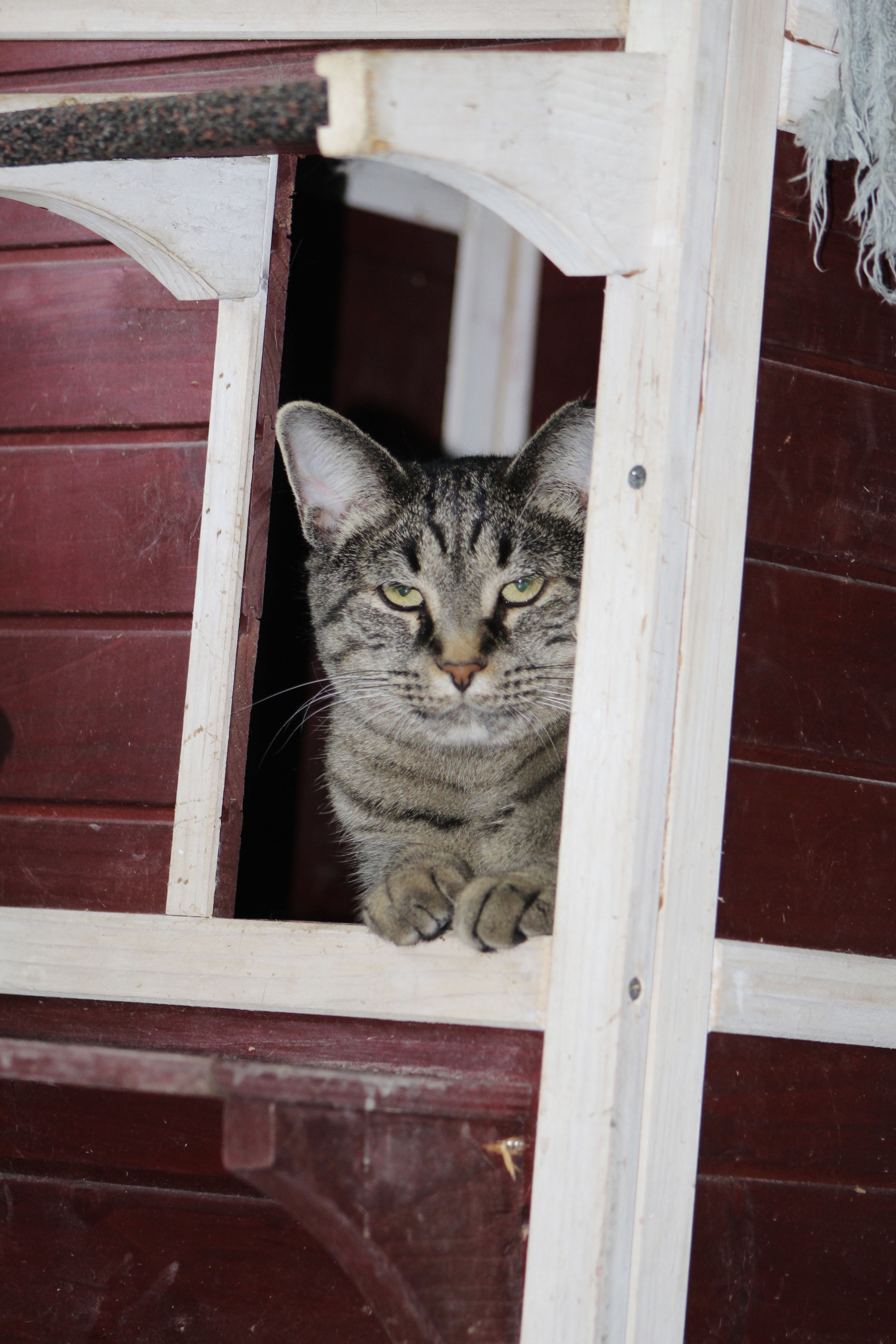 Sweetie (Electra), a Adoptable Domestic Short Hair in Shelbyville, TN image 2/3